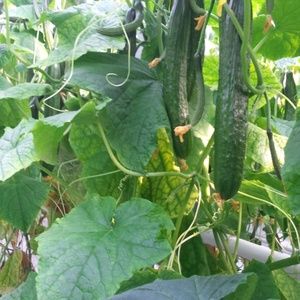 Meet your Posher, Kavarlon